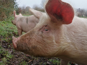 Photo n°11 de Ferme de Carcouet à Plestan (Vente de légumes en gros)