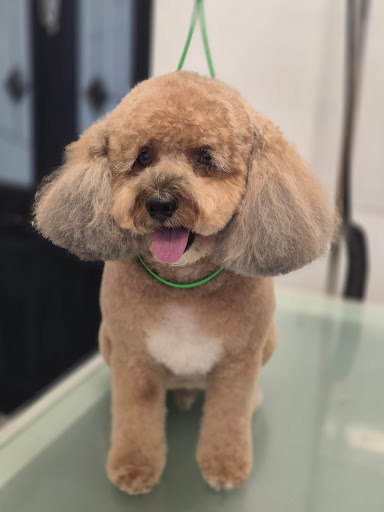 Perfect Pooch Boutique Grooming Salon
