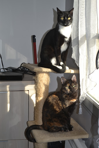 Cat Enjoy's - Thumbnail