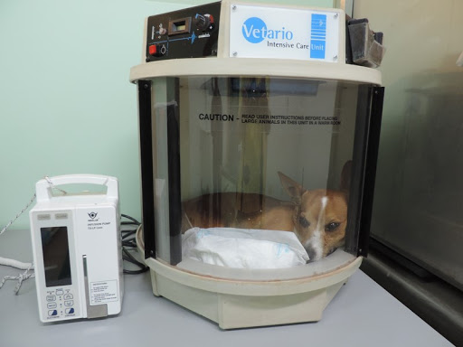 Vistavet Veterinarios 24h