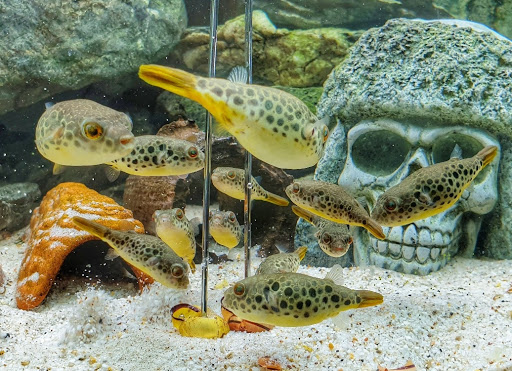 Aquarium Dietzenbach GmbH - Thumbnail