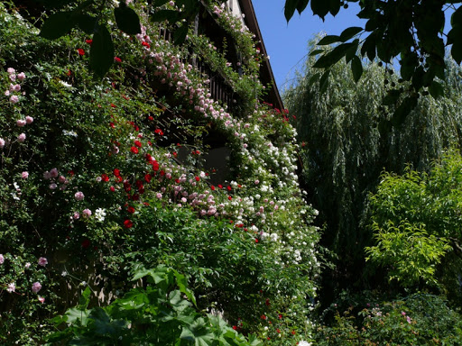 Riedgarten - Visual