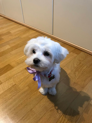 Salone Beauty Dog - Thumbnail
