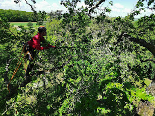 Photo n°17 de Tilia élagage à Les Essarts-le-Roi (Service d'élagage)