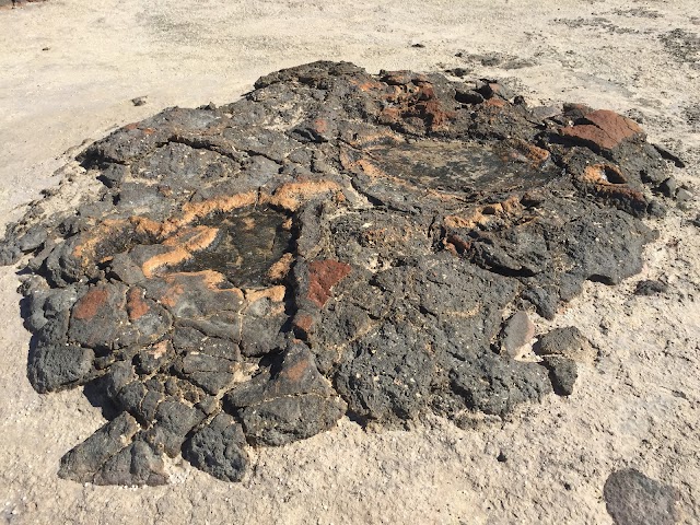 Hamelin Pool Stromatolites