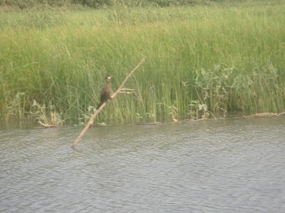 Photos of Char Kathaliya Modhapara Jame Mosjid