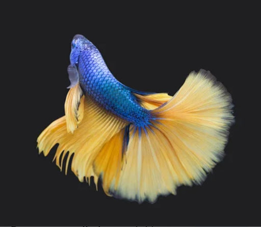 Tropical Point Dottor Fish - Thumbnail