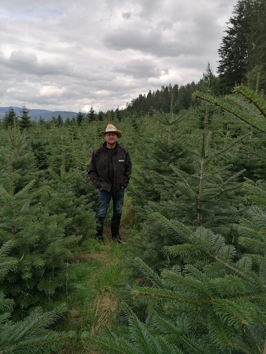 Christbaum Schierer - Thumbnail