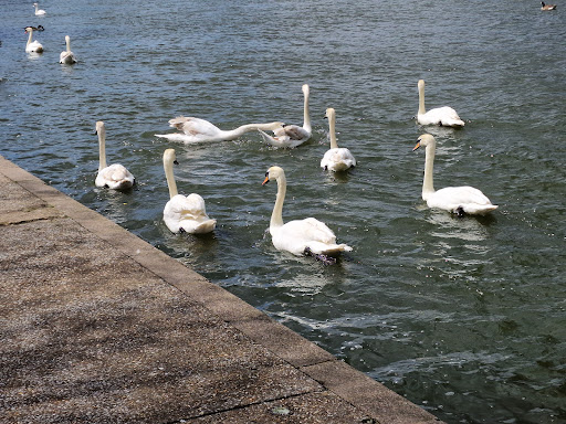 Windsor Riverside Walk
