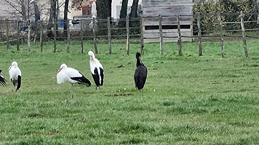 Cigogne noire - Thumbnail