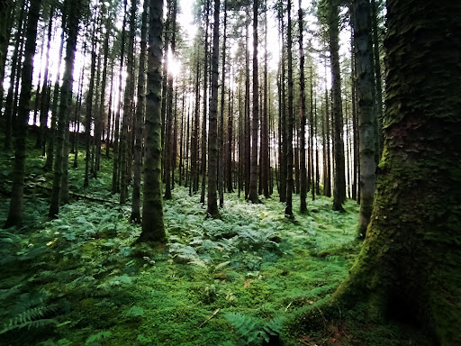 Craik Forest Upper Car Park - Thumbnail