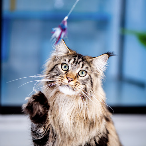 Cat Connection - Thumbnail