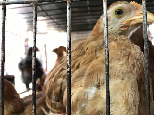 Veterinaria San Andrés