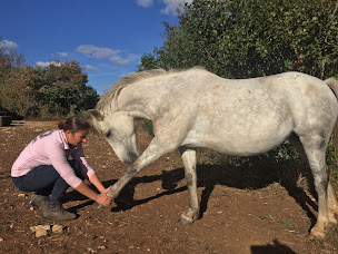 Photo n°1 de Les Crins d'Harmonie - Virginie Varagne - Shiatsu Equin, Humain et Canin à Saint-André-de-Bâgé (Praticien de médecine alternative)
