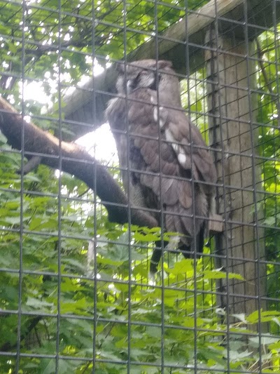 Sumatran Tiger Enclosure