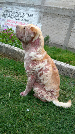 CLINICA VETERINARIA "VIDA ANIMAL"