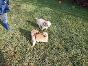 Photo n°10 de Education Canine du Trégor à Ploubezre (Dresseur pour chiens)