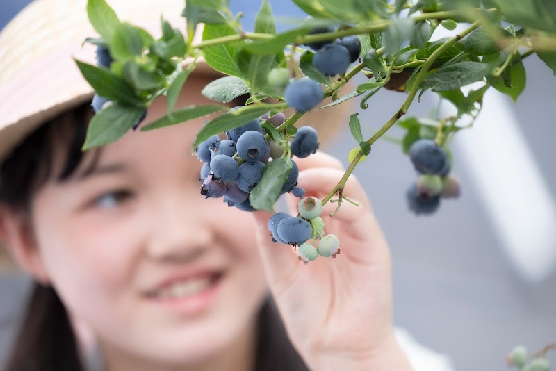 愛西ブルーベリー ミライファーム