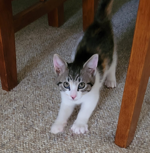 Calaveras Humane Society - Thumbnail
