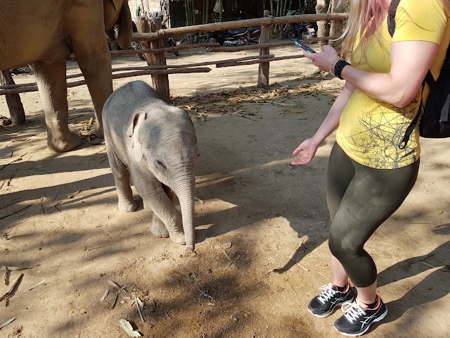 Elephant Rescue National Park