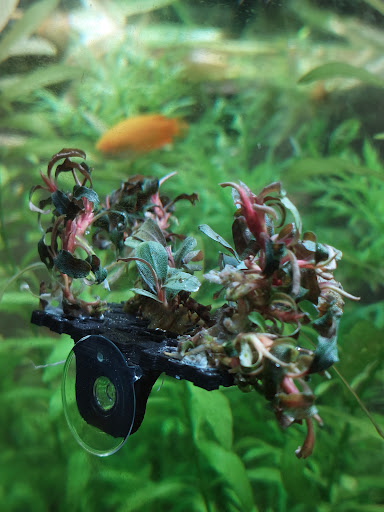 AquaBota - Thumbnail