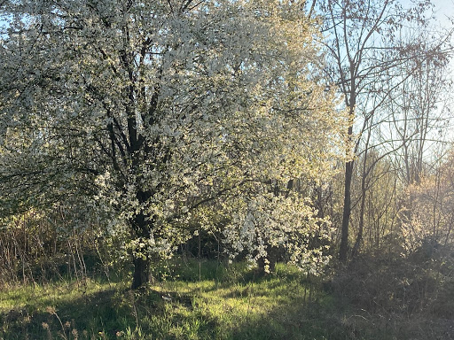 Parco Ancora - Visual