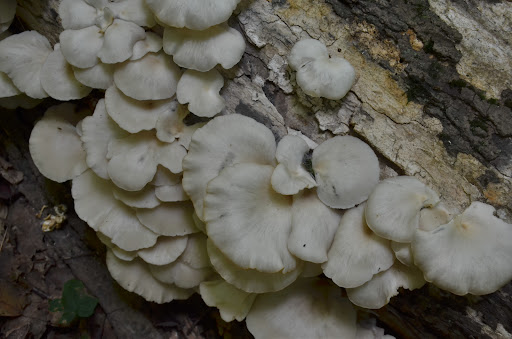 Beaver Township Nature Preserve - Thumbnail