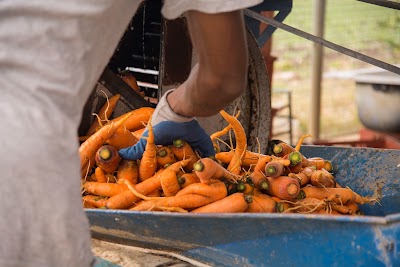 Photos of VegCo Farm
