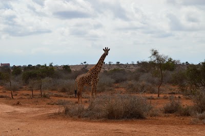 Photos of Mt Kenya Lodge