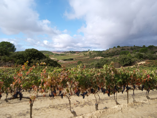 Bodegas y Viñedos Puente del Ea. - Thumbnail