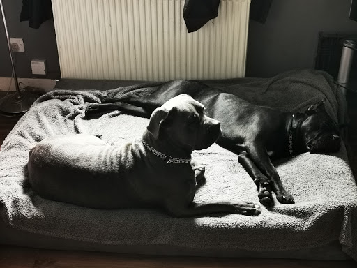K9 Beds - Visual
