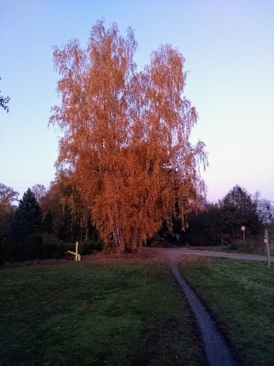 Finsterwalde, Bergmühle - Thumbnail