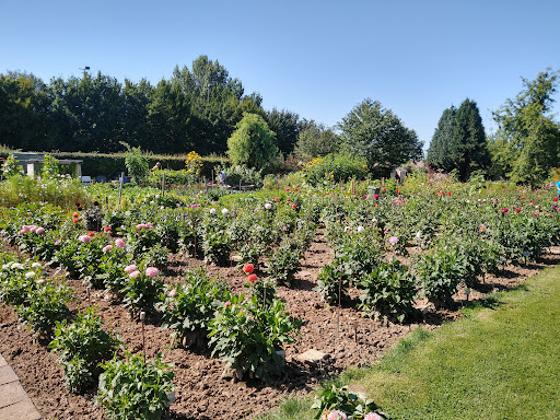 EMDV - Eerste Maastrichtse Dahlia Vereniging - Thumbnail