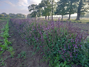Photo n°3 de Le Champ de l'air. à Baulon (Ferme bio)