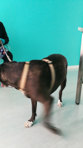 Clinica Veterinaria Mercurio dei Dr.Associati E. Polveroni e A.Milici - Thumbnail