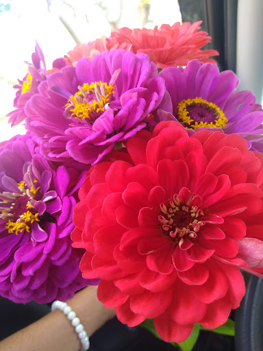 Fairview Berry and Flower Farm - Thumbnail