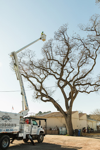 4th Generation Tree - Visual