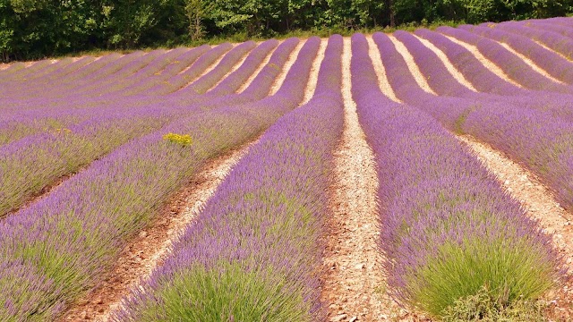 Valensole