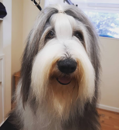 The Dog Spa Hutton - United Kingdom