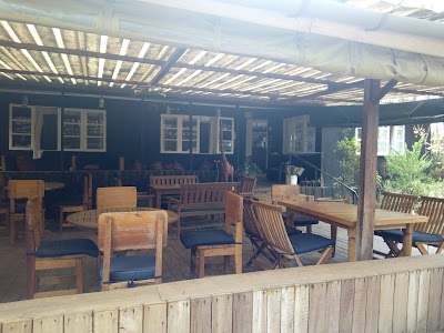 Photos of Cape Chestnut Nanyuki