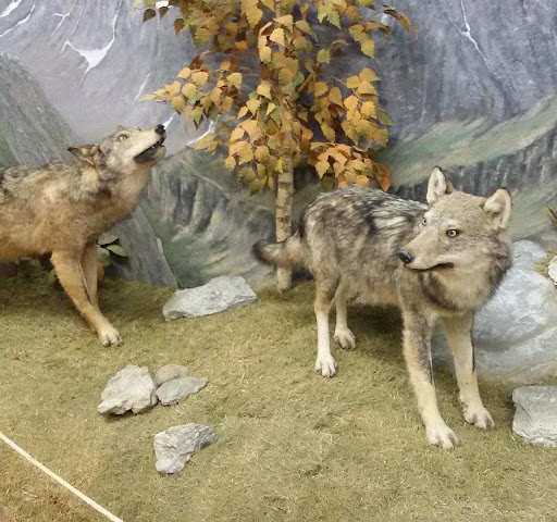 Museo Naturalistico del Fiume Po