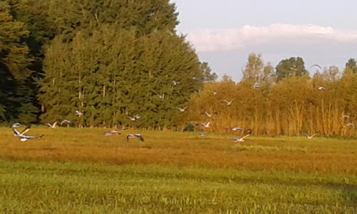 Franz-Hage Stadion - Thumbnail