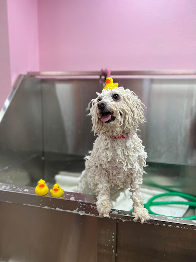 Viva La Pooch - Thumbnail