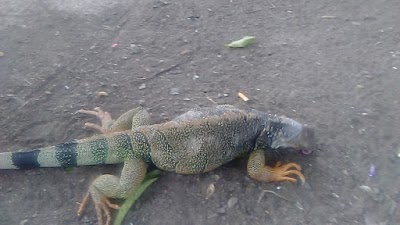 Photos of Parque Bolivar