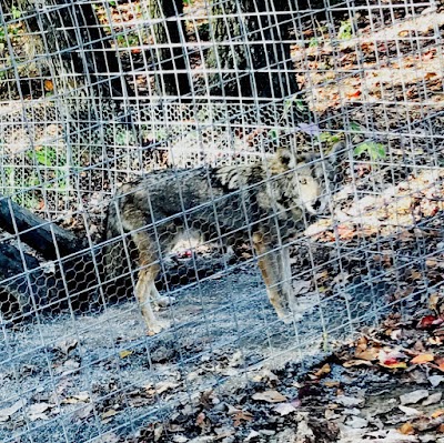Photos of Hovatter's Wildlife Zoo