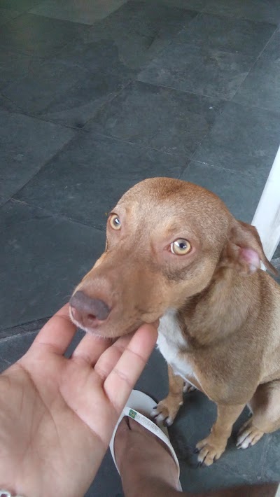 Photos of Veterin&aacute;ria Golden-vet