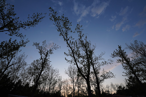 Camping Poplars - Thumbnail