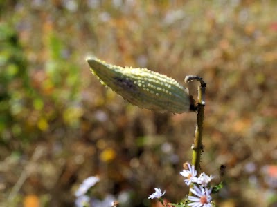 Oakland Forest & Meadow Preserve