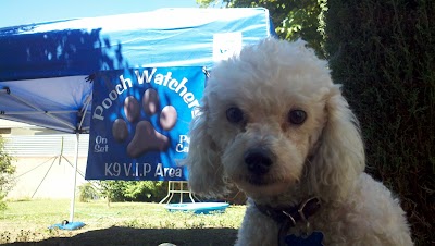 Photos of Holiday Humane Society Clinic