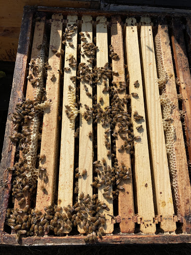 Super Dave's Honey - Thumbnail